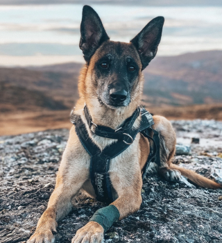 Illustration de l'article : Entraînée à secourir les humains, une chienne à la retraite aide à sauver un Dobermann terrifié perdu dans la nature (vidéo)