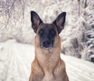 Illustration de l'article : Entraînée à secourir les humains, une chienne à la retraite aide à sauver un Dobermann terrifié perdu dans la nature (vidéo)