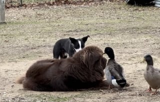 Illustration de l'article : Ce canard aime tellement son ami Terre-Neuve qu’il refuse qu’un autre chien joue avec lui (vidéo)