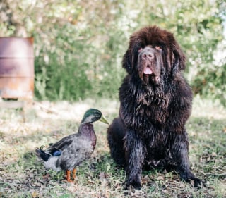 Illustration de l'article : Ce canard aime tellement son ami Terre-Neuve qu’il refuse qu’un autre chien joue avec lui (vidéo)