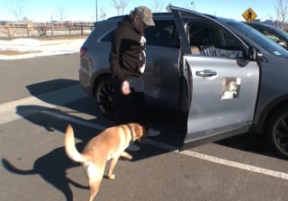 Illustration de l'article : Ce chien copilote d'un chauffeur de taxi fait sensation auprès des clients et sur les réseaux sociaux (vidéo)