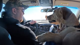 Illustration de l'article : Ce chien copilote d'un chauffeur de taxi fait sensation auprès des clients et sur les réseaux sociaux (vidéo)