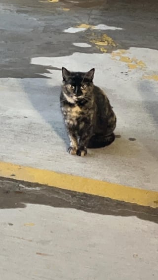 Illustration de l'article : Une chatte et ses petits vivant à l’extérieur d’un hôpital donnent du fil à retordre à leurs sauveteurs avant l’arrivée d’une tempête glaciale 