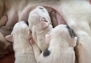 Illustration de l'article : Le collier GPS mis sur une chienne errante ayant récemment accouché mène ses bienfaiteurs vers la cachette où elle élève ses petits (vidéo)