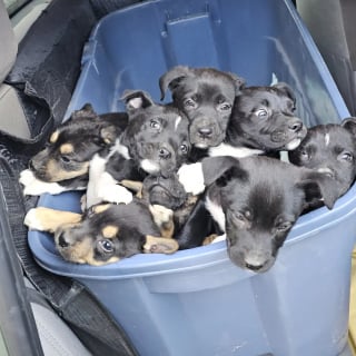 Illustration de l'article : Un propriétaire canin en promenade commence l'année par un octuple sauvetage en s'intéressant à des bruits provenant d'une poubelle