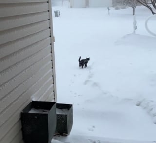 Illustration de l'article : Le changement d'avis éclair d'un chat demandant à sortir sous la neige et qui le regrette instantanément (vidéo)