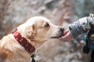 Illustration de l'article : 11 astuces pour couper les griffes de votre chien en toute sérénité