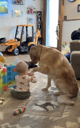 Illustration de l'article : Un Golden Retriever a la manière la plus douce de demander de l’attention à un bébé (vidéo)