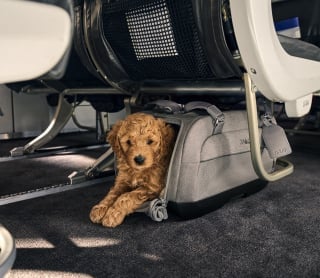 Illustration de l'article : Permettez à votre animal de voyager confortablement et en toute sécurité grâce aux sacs de transport Tavo Pets