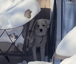 Illustration de l'article : Tandis que sa maîtresse comptait sur elle pour défendre sa ferme, une Chienne des Pyrénées préfère rester cachée à l’écart du chaos (vidéo)