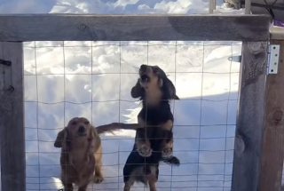 Illustration de l'article : Tandis que sa maîtresse comptait sur elle pour défendre sa ferme, une Chienne des Pyrénées préfère rester cachée à l’écart du chaos (vidéo)