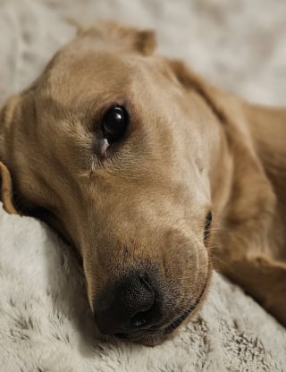 Illustration de l'article : Ce Labrador se déplaçant en chariot car paralysé surmonte son handicap pour devenir chien de thérapie