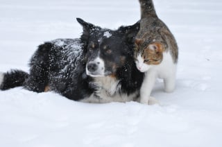 Illustration de l'article : 10 astuces pour aider votre chien et votre chat à devenir meilleurs amis 