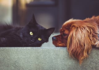 Illustration de l'article : 10 astuces pour aider votre chien et votre chat à devenir meilleurs amis 