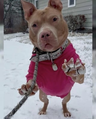 Illustration de l'article : La photo d'une chienne de refuge totalement résignée dans son coin brise les coeurs des internautes et fait réagir une association