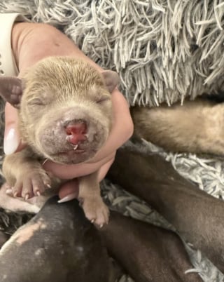 Illustration de l'article : Une chienne et ses 4 chiots abandonnés sur le bord de la route près des incendies renouent avec l'espoir