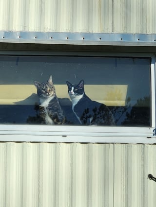 Illustration de l'article : 2 chats de refuge aux tempéraments diamétralement opposés se lient d'amitié et commencent une nouvelle vie ensemble