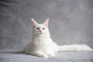 Illustration de l'article : 11 choses à savoir à propos des chats blancs