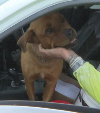 Illustration de l'article : Un chien coincé dans une maison en flammes survit grâce à l'acte héroïque d'un passant qui lui offre aussi l'hospitalité