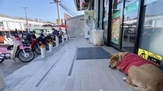 Illustration de l'article : Un chien désormais surnommé Hachiko refuse de quitter le lieu où il vivait avec son défunt maître sans-abri