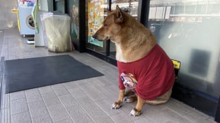 Illustration de l'article : Un chien désormais surnommé Hachiko refuse de quitter le lieu où il vivait avec son défunt maître sans-abri