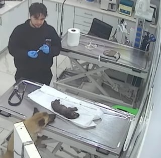 Illustration de l'article : Une chienne errante emmène son chiot inanimé chez le vétérinaire qui constate que son petit coeur bat encore et se donne pour mission de le sauver (vidéo)