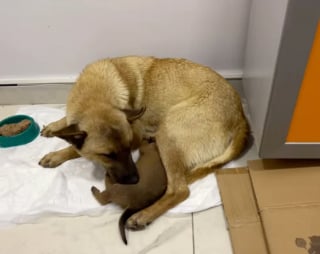 Illustration de l'article : Une chienne errante emmène son chiot inanimé chez le vétérinaire qui constate que son petit coeur bat encore et se donne pour mission de le sauver (vidéo)