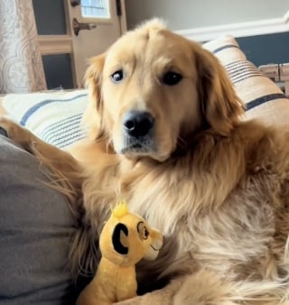 Illustration de l'article : Ce Golden Retriever qui adore les peluches ne joue qu’avec celles qui ont la même particularité physique que lui (vidéo)