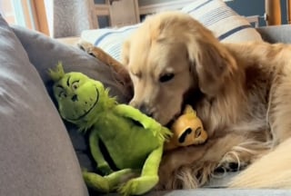 Illustration de l'article : Ce Golden Retriever qui adore les peluches ne joue qu’avec celles qui ont la même particularité physique que lui (vidéo)