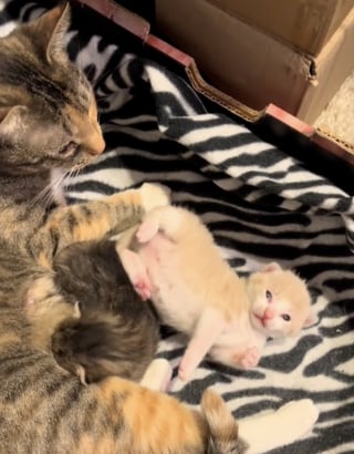 Illustration de l'article : À la recherche d’un peu d’aide et de compagnie, une jeune maman chat amène ses petits à ses maîtres dès que ces derniers changent de pièce (vidéo)