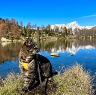 Illustration de l'article : Ce chat fait la fierté de sa famille en affichant un comportement exemplaire pendant un trajet en voiture de 10 heures (vidéo)