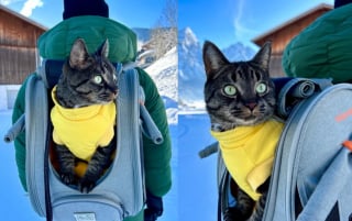 Illustration de l'article : Ce chat fait la fierté de sa famille en affichant un comportement exemplaire pendant un trajet en voiture de 10 heures (vidéo)