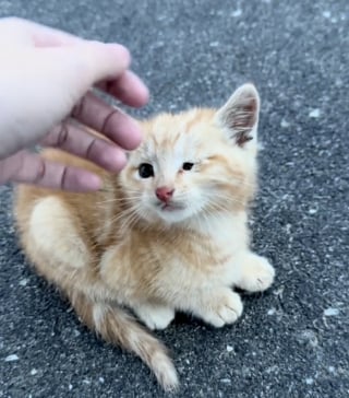 Illustration de l'article : Choisie par le « système de distribution des chats », une femme accepte sa mission et sauve un chaton du trafic routier (vidéo)