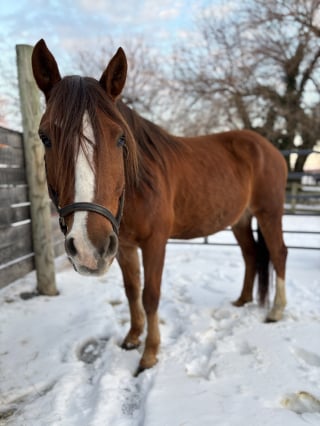 Illustration de l'article : Des sauveteurs aident un cheval et 4 chèvres victimes de négligence à entrevoir un avenir meilleur