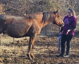 Illustration de l'article : Des sauveteurs aident un cheval et 4 chèvres victimes de négligence à entrevoir un avenir meilleur