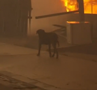 Illustration de l'article : En pleine action pour éteindre un incendie, ce pompier fait de son mieux pour rassurer un chien terrorisé (vidéo) 