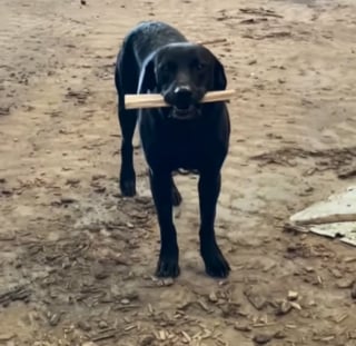 Illustration de l'article : Ce chien a l'embarras du choix en matière de bâtons et fait des jaloux parmi ses congénères grâce à l'entreprise de ses maîtres (vidéo)