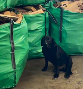 Illustration de l'article : Ce chien a l'embarras du choix en matière de bâtons et fait des jaloux parmi ses congénères grâce à l'entreprise de ses maîtres (vidéo)