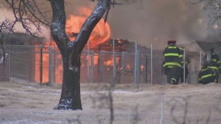 Illustration de l'article : La propriétaire d'un refuge canin dévasté par un incendie brave le danger pour sauver des dizaines de chiens