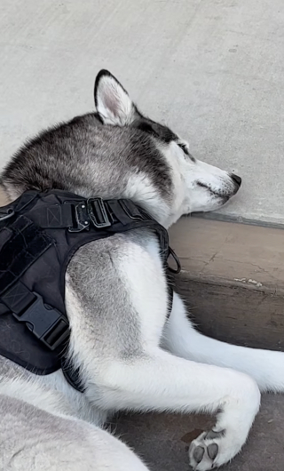 Illustration de l'article : Un Husky fait savoir à sa propriétaire qu'il ne veut pas rentrer à la maison en s'allongeant en pleine rue (vidéo)