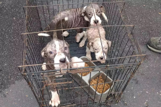 Illustration de l'article : Un chiot abandonné avec ses frères dans une cage est devenu chien de thérapie pour les écoliers