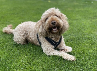 Illustration de l'article : La propriétaire aimante d’un chien écourte ses vacances en Grèce et reprend un vol lorsqu'elle apprend que son chien a un problème de santé