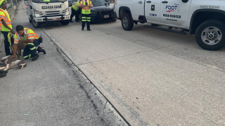 Illustration de l'article : Un chien errant courageux refuse de laisser son compagnon blessé sur le bord de la route après un accident de voiture (vidéo)