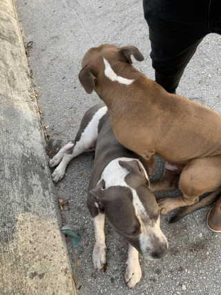 Illustration de l'article : Un chien errant courageux refuse de laisser son compagnon blessé sur le bord de la route après un accident de voiture (vidéo)