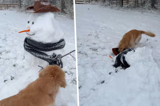 Illustration de l'article : Malgré des débuts prometteurs, la première rencontre de ce Golden Retriever avec un bonhomme de neige ne se déroule pas aussi bien que prévu (vidéo)