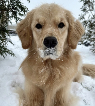 Illustration de l'article : Malgré des débuts prometteurs, la première rencontre de ce Golden Retriever avec un bonhomme de neige ne se déroule pas aussi bien que prévu (vidéo)