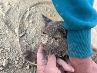 Illustration de l'article : Un sauveteur bénévole improvise un plan pour secourir 2 chats tombés dans un trou profond de 4 mètres