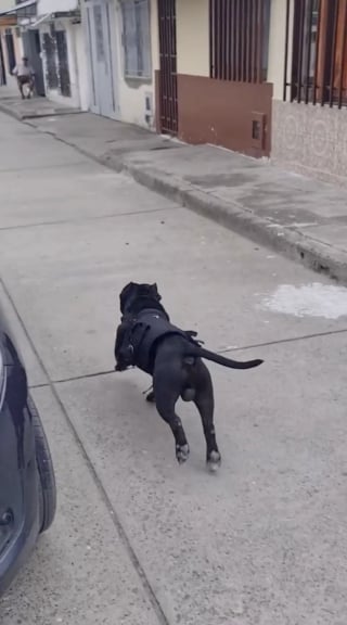 Illustration de l'article : Une dame trop âgée pour aller au magasin peut compter sur son chien qui joue volontiers le rôle de coursier (vidéo)