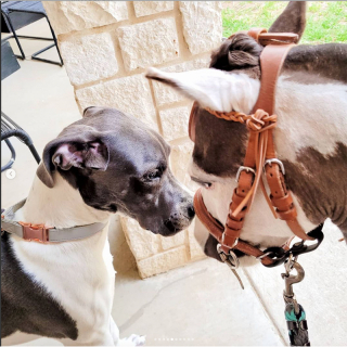 Illustration de l'article : Ce cheval miniature et ce Dogue Allemand créent un lien authentique et touchant sous l'oeil bienveillant de leur propriétaire (vidéo)