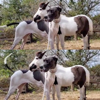 Illustration de l'article : Ce cheval miniature et ce Dogue Allemand créent un lien authentique et touchant sous l'oeil bienveillant de leur propriétaire (vidéo)